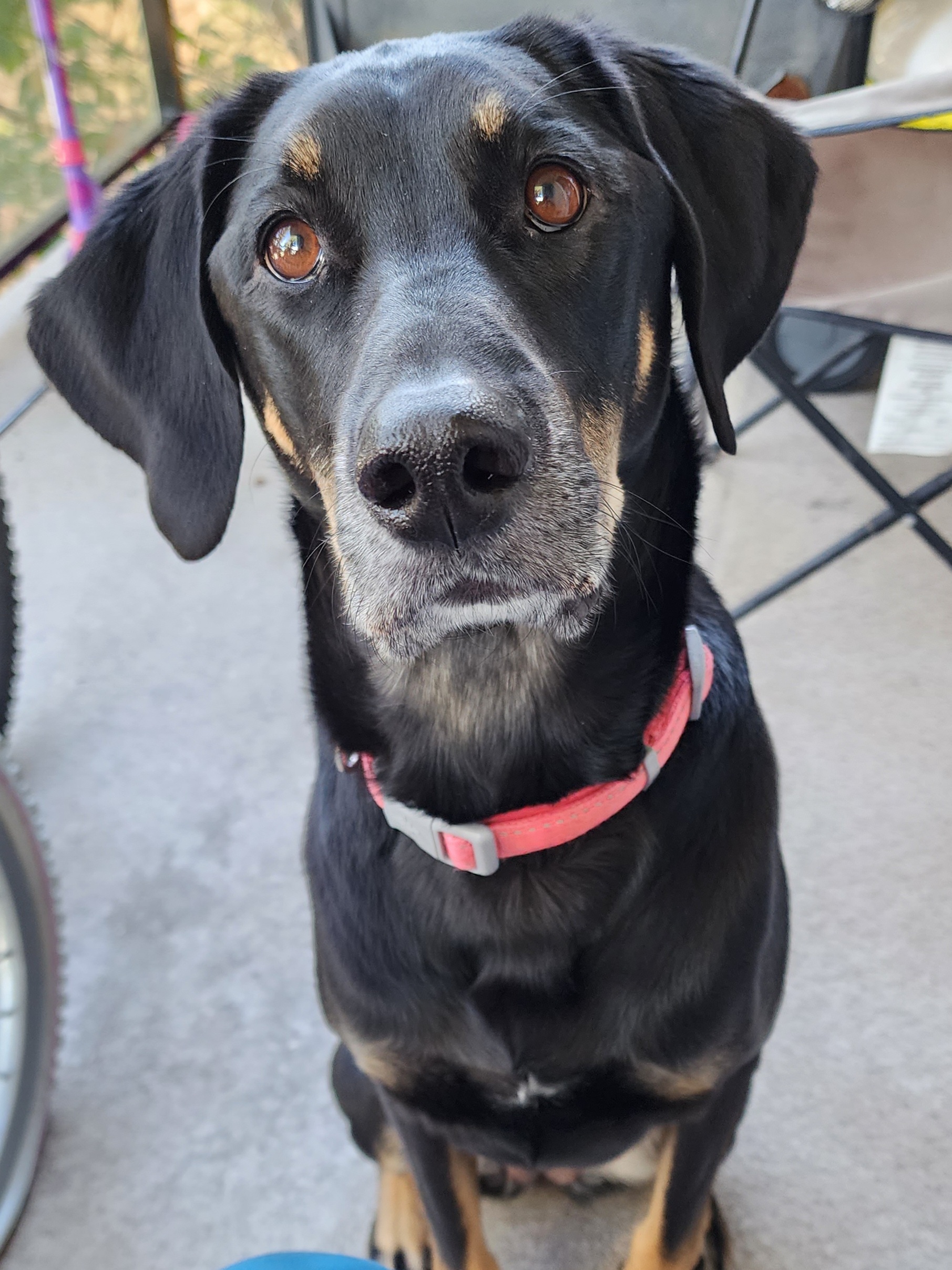 The Dog that Saved my Life | Petlife The Dog that Saved my Life | Petlife