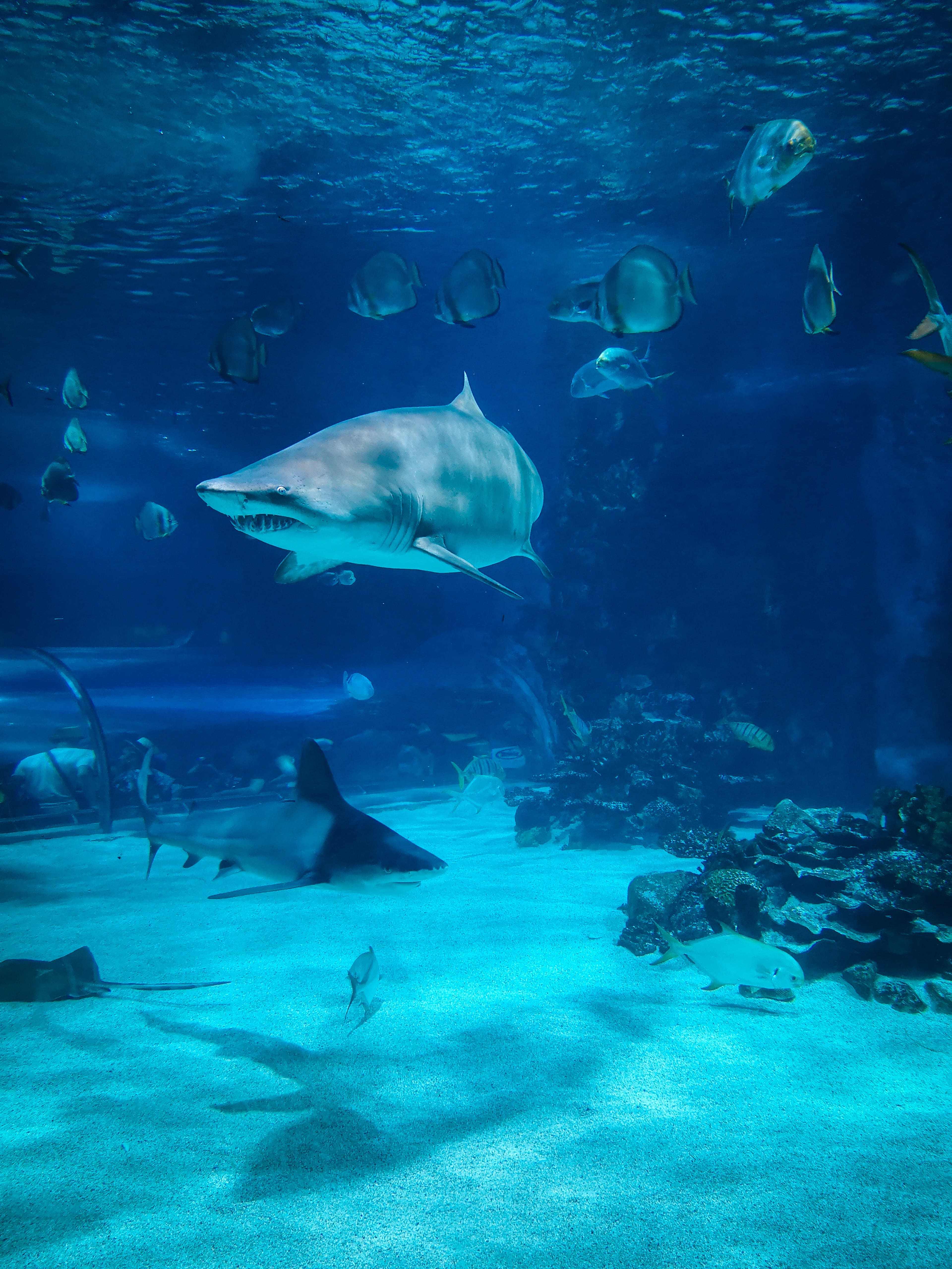 The Aquarium