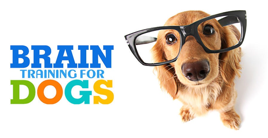 Brain Training For Dogs By Adrienne Farricelli (2023 Update)