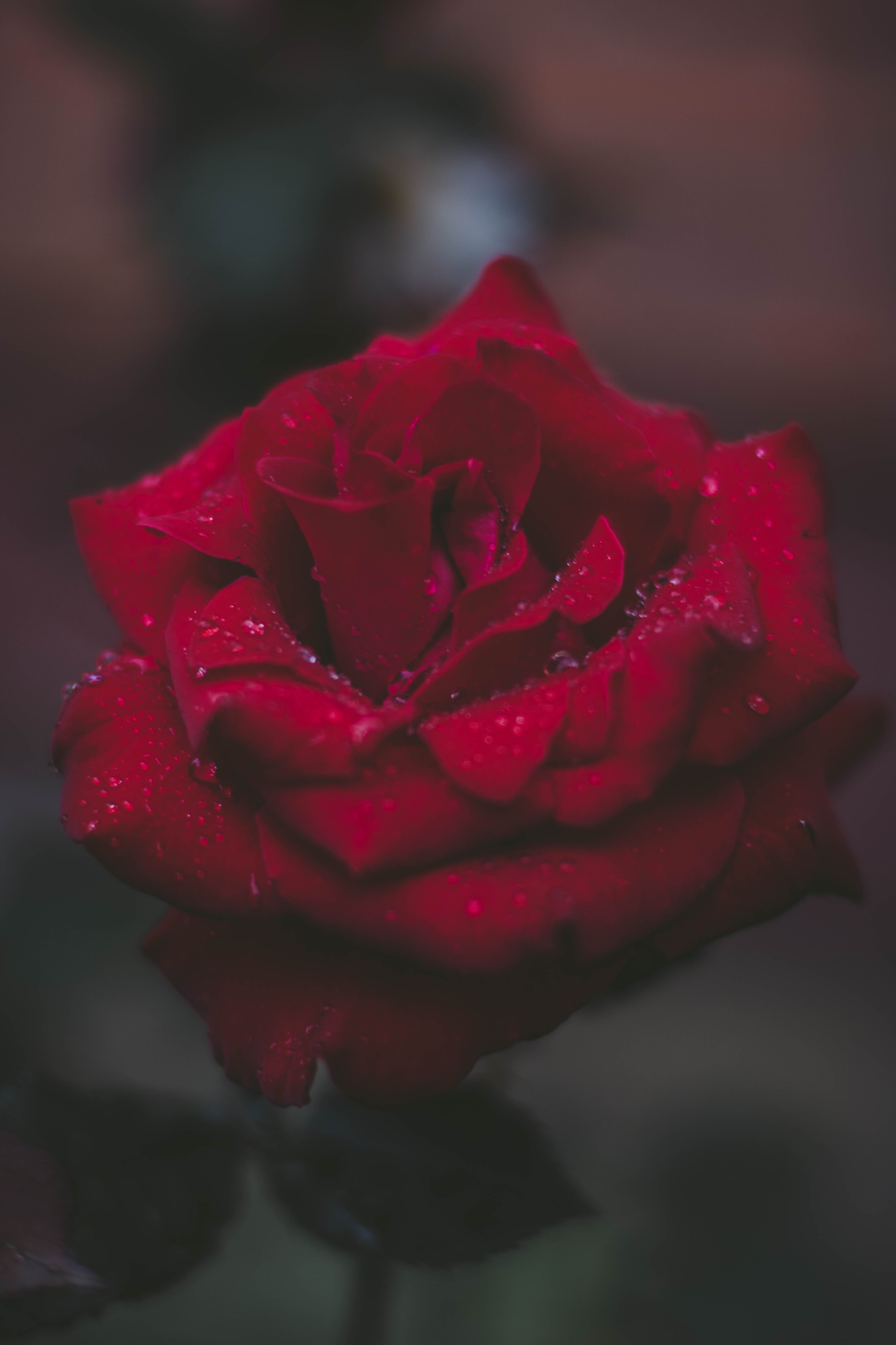 Rose Meanings - The Red Rose