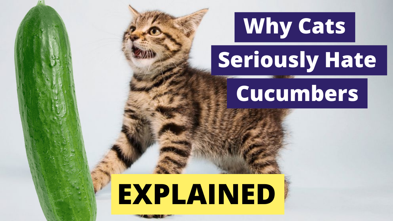 Why are cats ACTUALLY afraid of cucumbers? | Petlife Why are cats ACTUALLY afraid of cucumbers? | Petlife