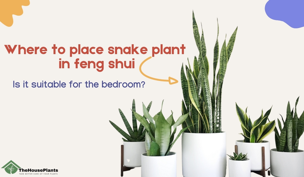 6 snake plant Sansevieria Laurentii Golden Snake Plant 6 Inch – Langdon's Inc