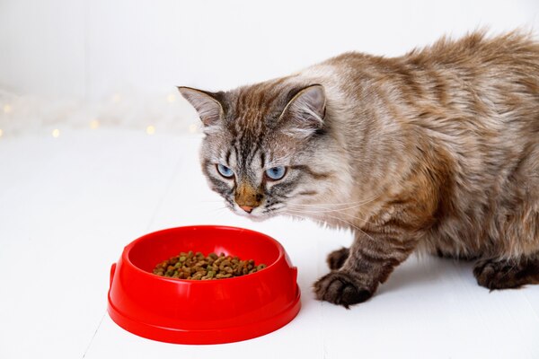 is royal canin bad for cats