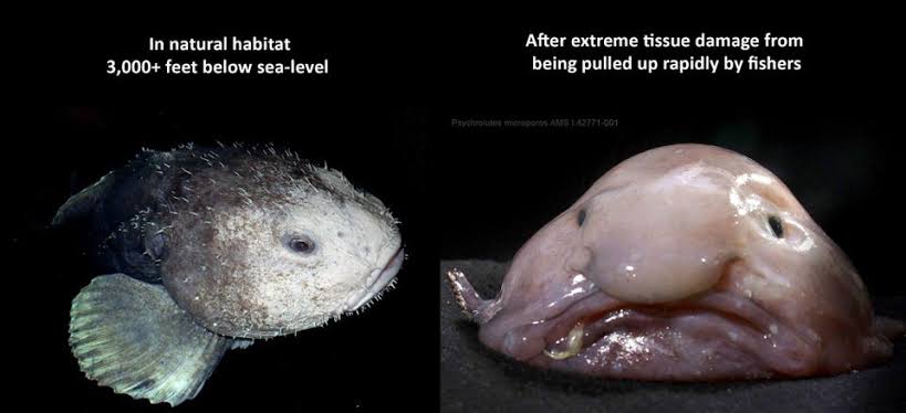 Blob fish is named world's ugliest animal