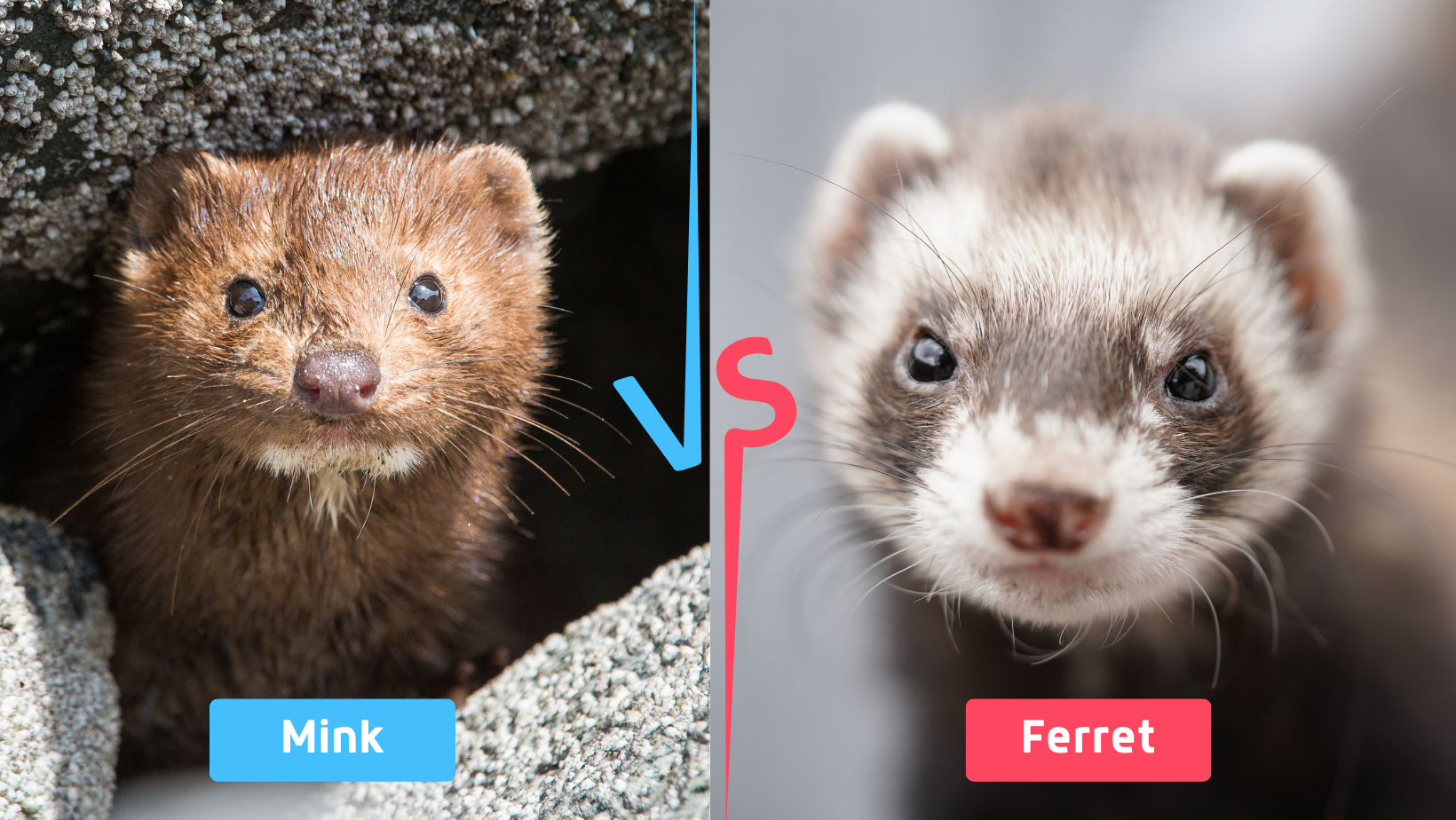 weasel vs ferret vs mink