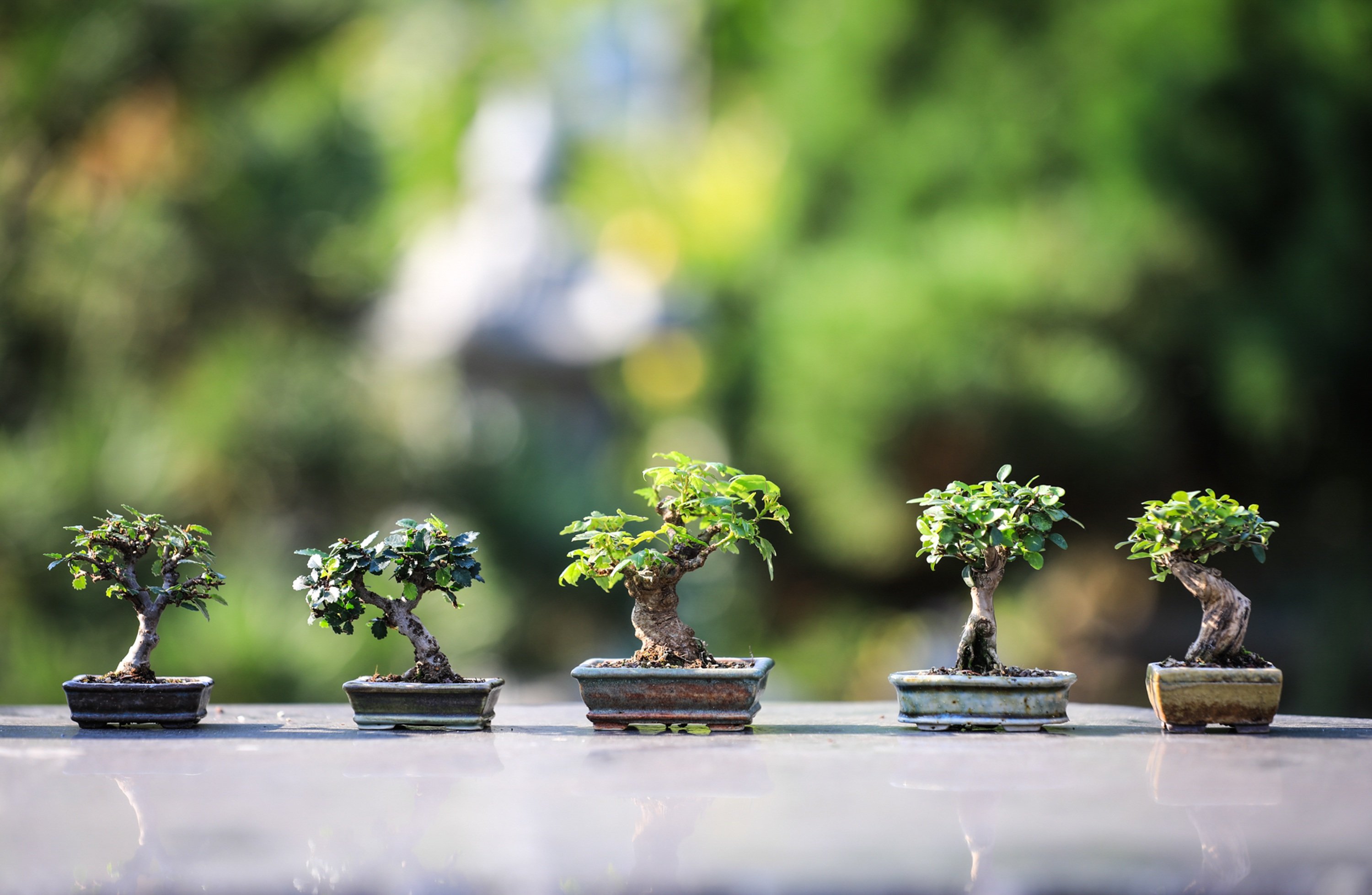 Bonsai-Miniature Tree Cultivation