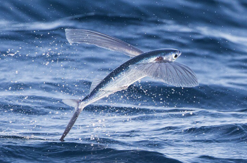 Have You All Heard About It?! Flying Fish