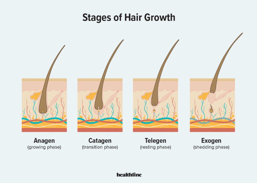 The Science of Hair Growth: Understanding the Hair Growth Cycle