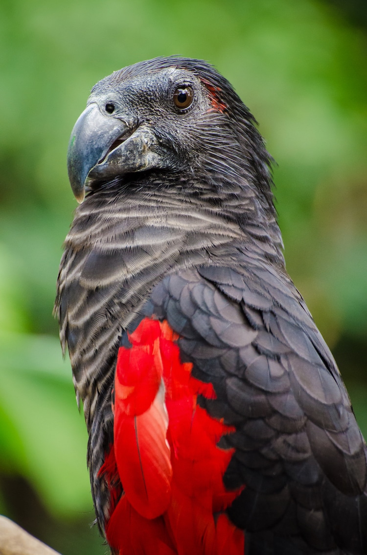 Dracula parrots: what are they and do they feed on blood? - Discover  Wildlife Dracula parrot facts