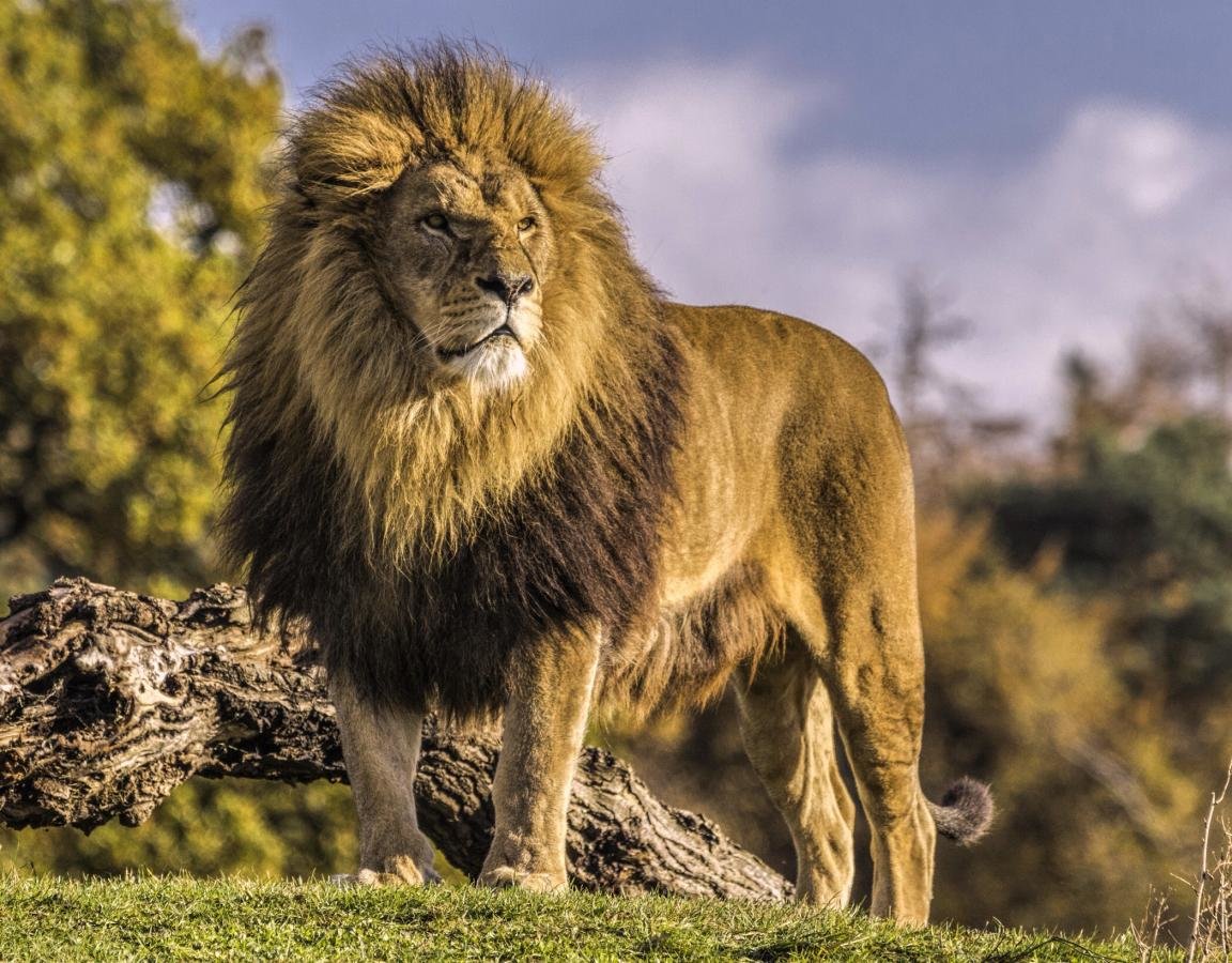 The King of the Jungle: A Comprehensive Guide to Lion Behavior and ...