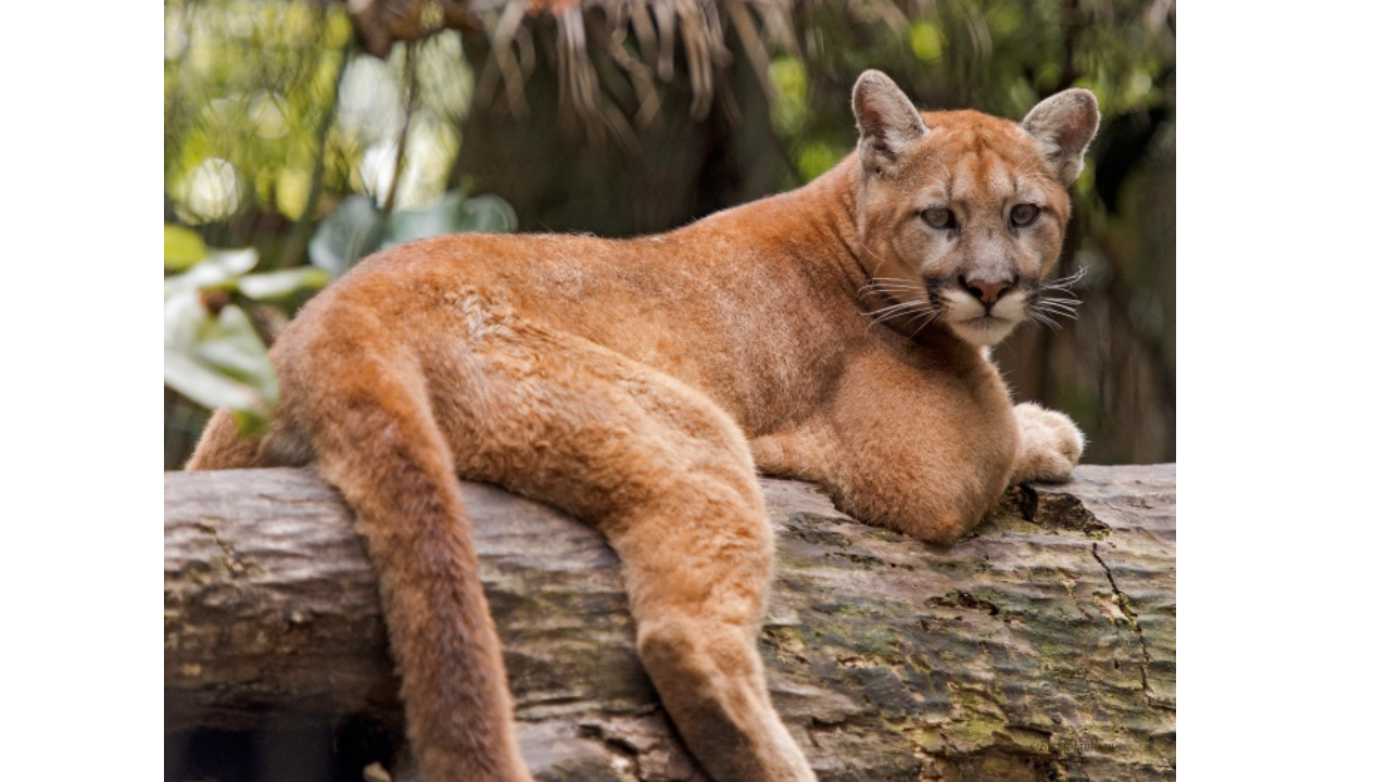 The history of the Florida panther, a symbol of reverence and