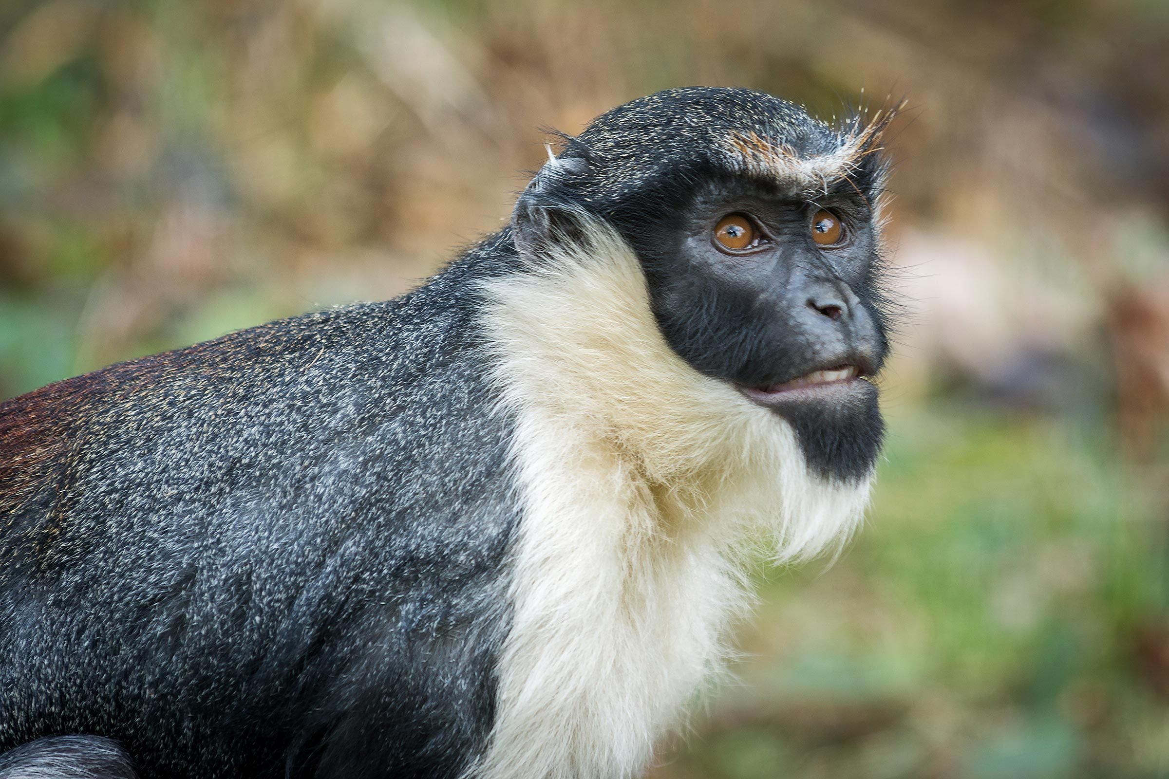 Top 17 Rarest And Strangest Animals in the World | Earth