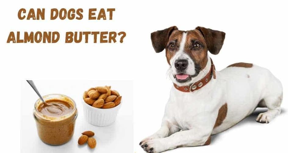 Can Dogs Have Almond Butter?