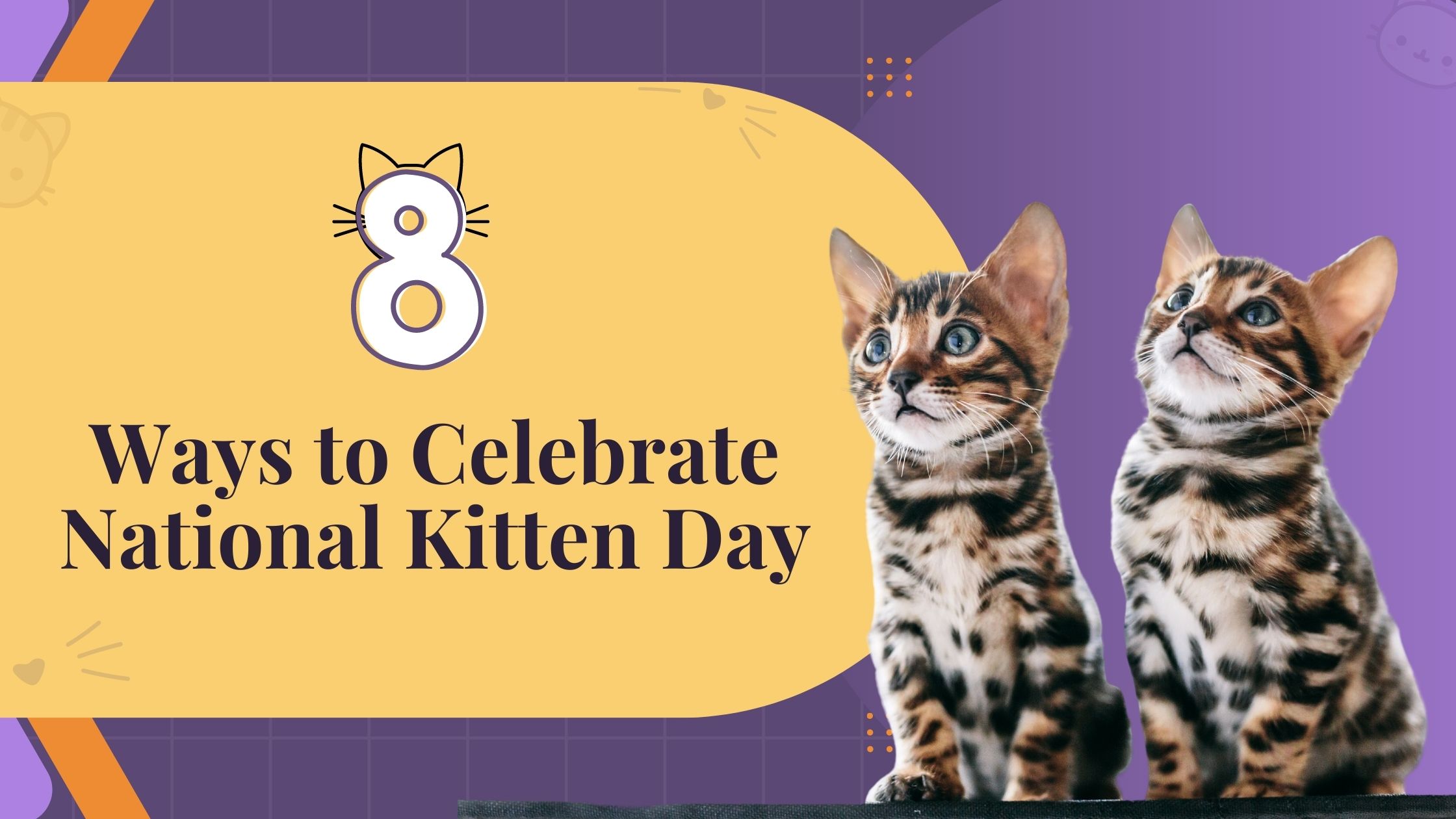 National kitten store day