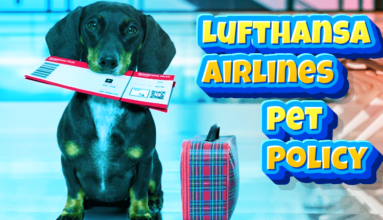 Lufthansa Airlines Pet Policy Fly with You Fluffy Wander