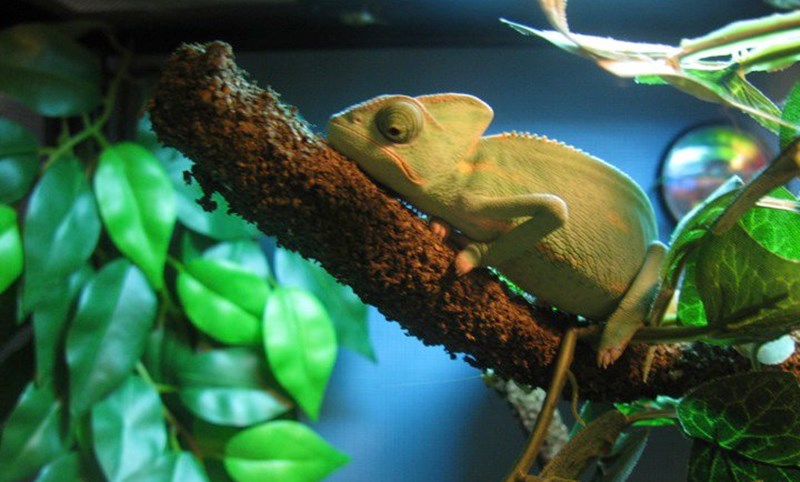 The Chameleon: A Fascinating Color-Changing Reptile