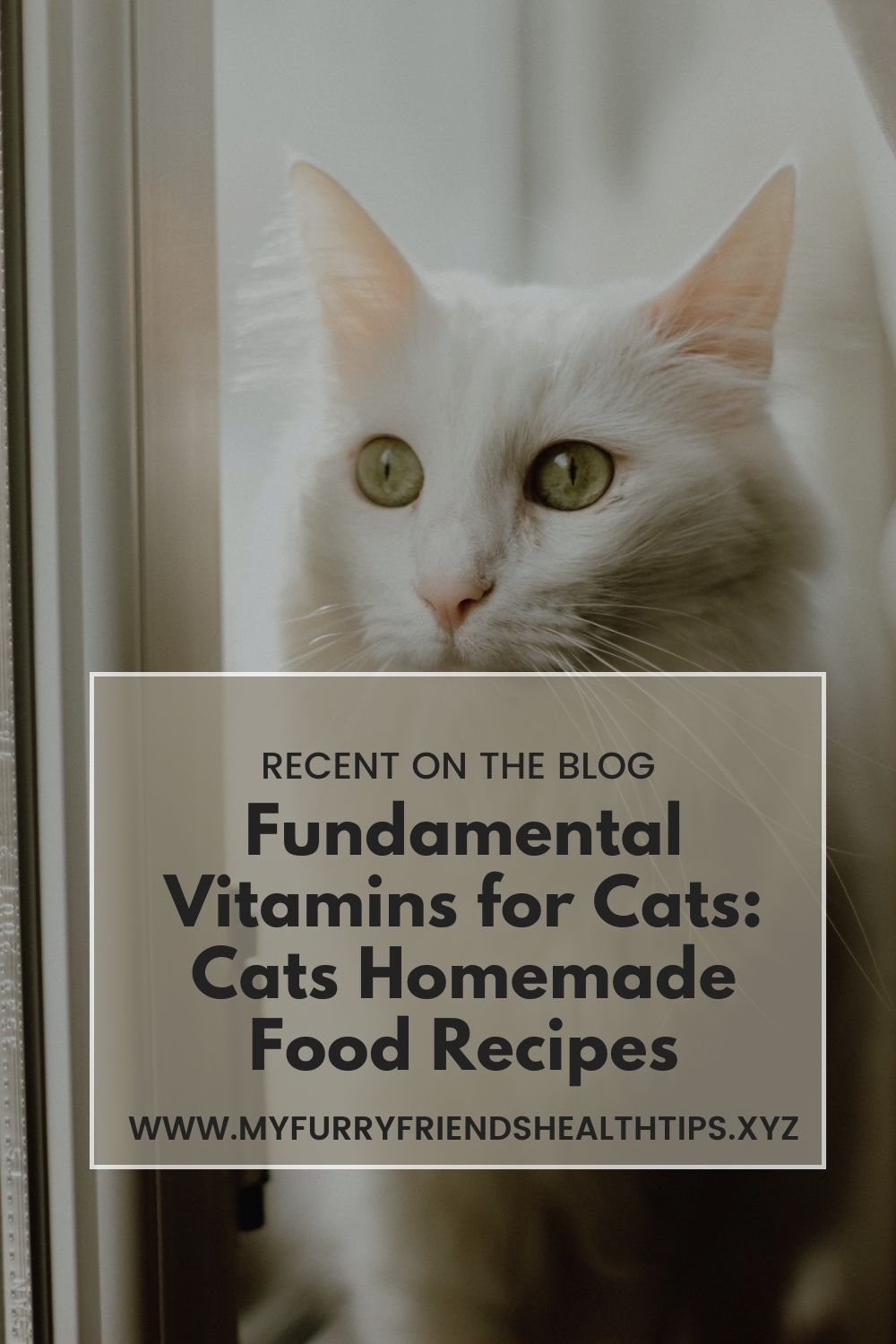 Fundamental Vitamins for Cats Cats Homemade Food Recipes Petlife