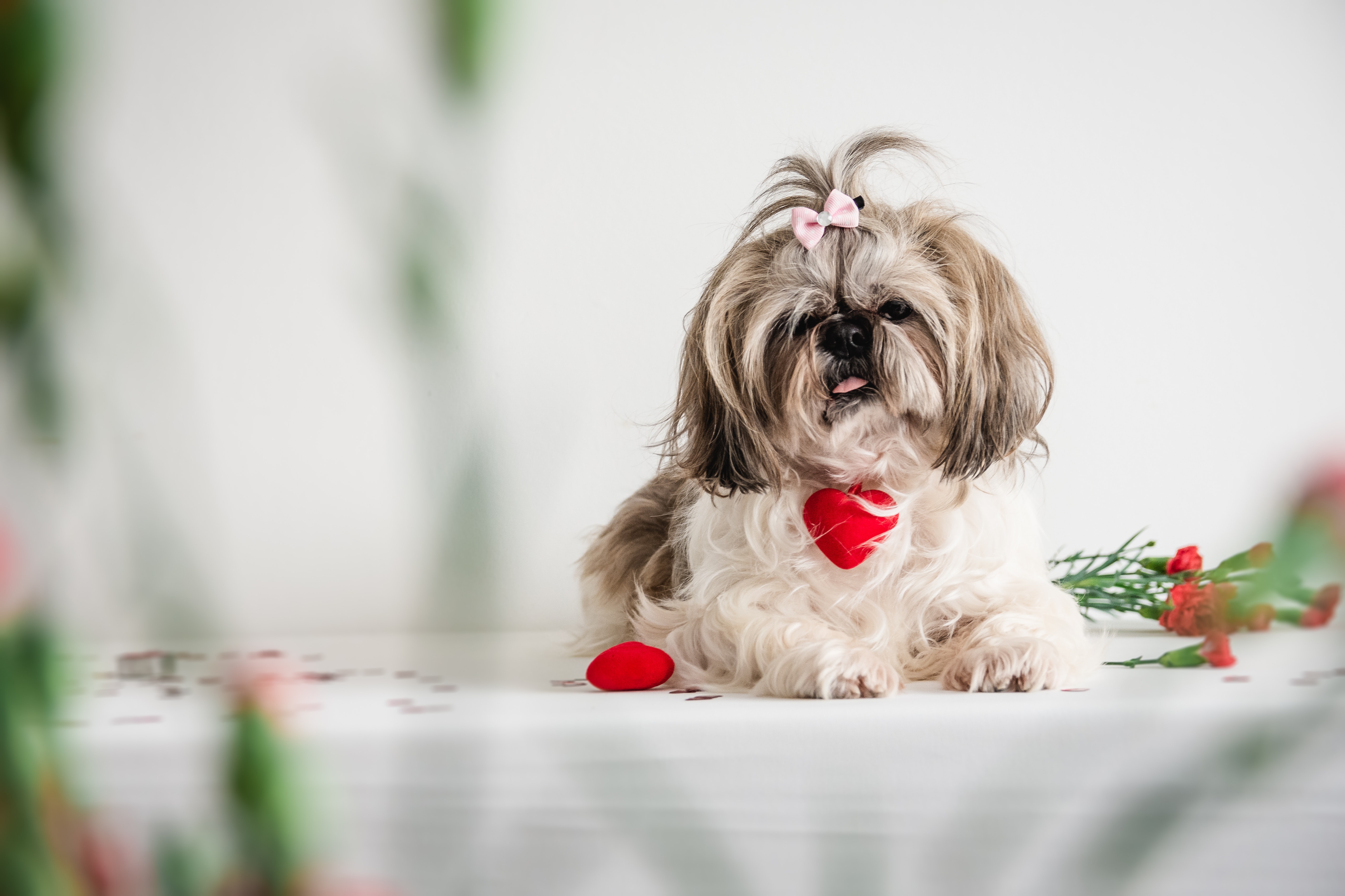 Shih tzu hotsell temperament friendly