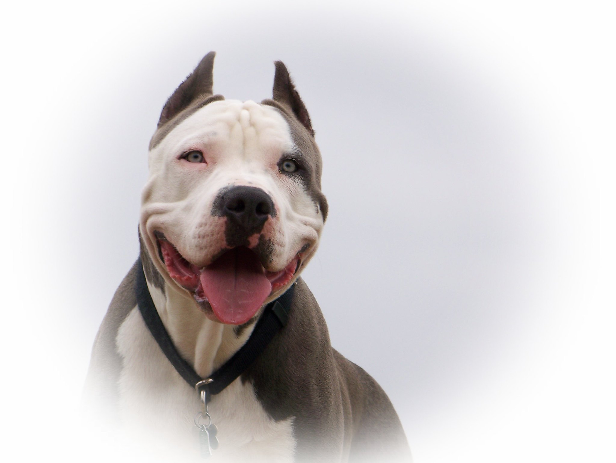 XL bully dog: What date does ban on dangerous breed begin?