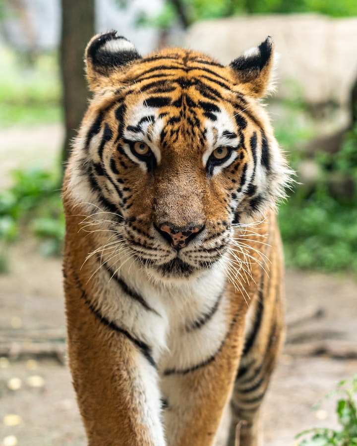 World Tiger Day: Threats To The Majestic Cat - Wildlife SOS