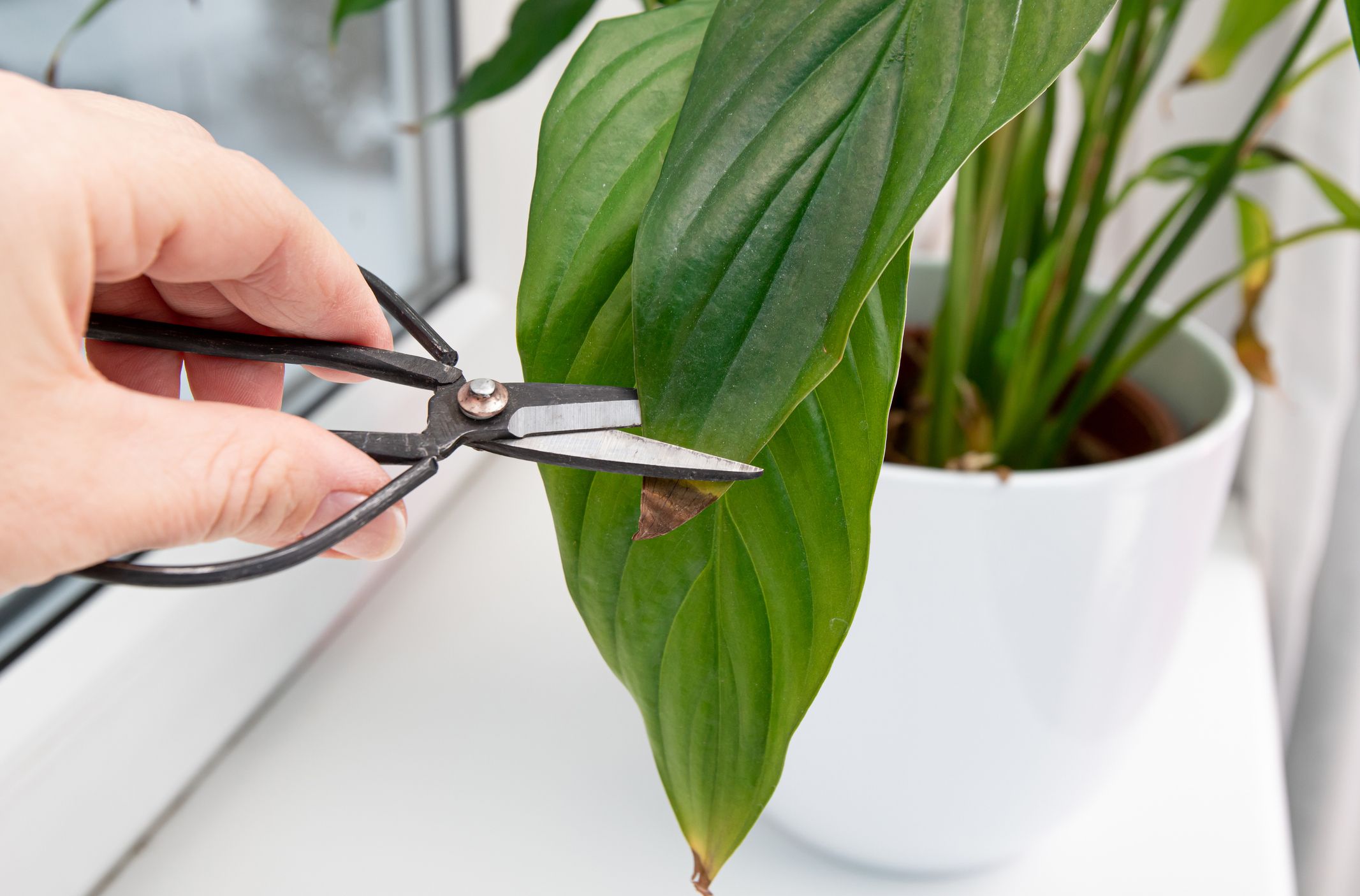 How to Care for a Peace Lily Plant | Lifehack