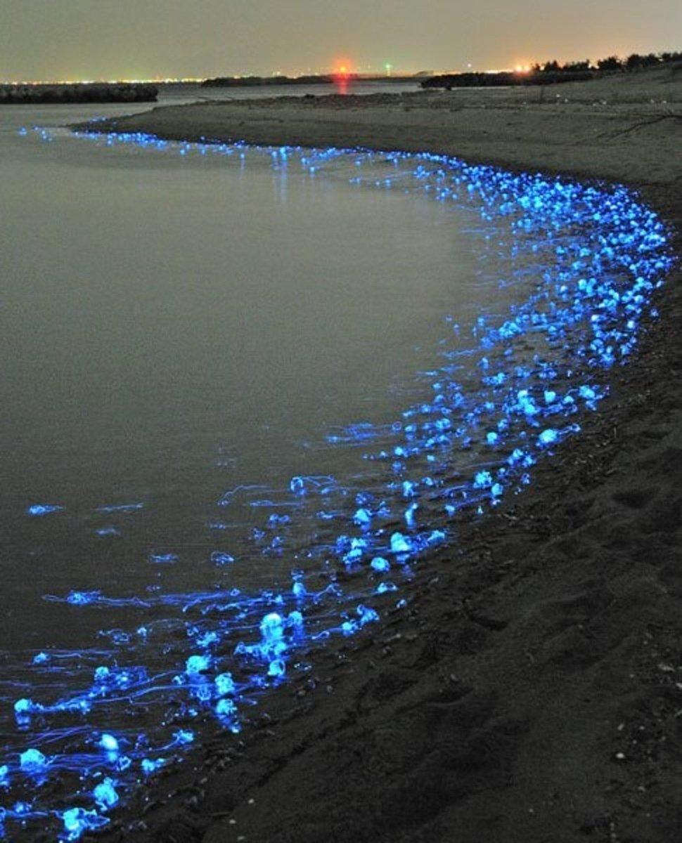 The Sea of Stars in the Maldives