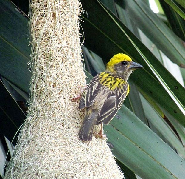 Weaver, Nesting Habits, Social Behavior & Plumage