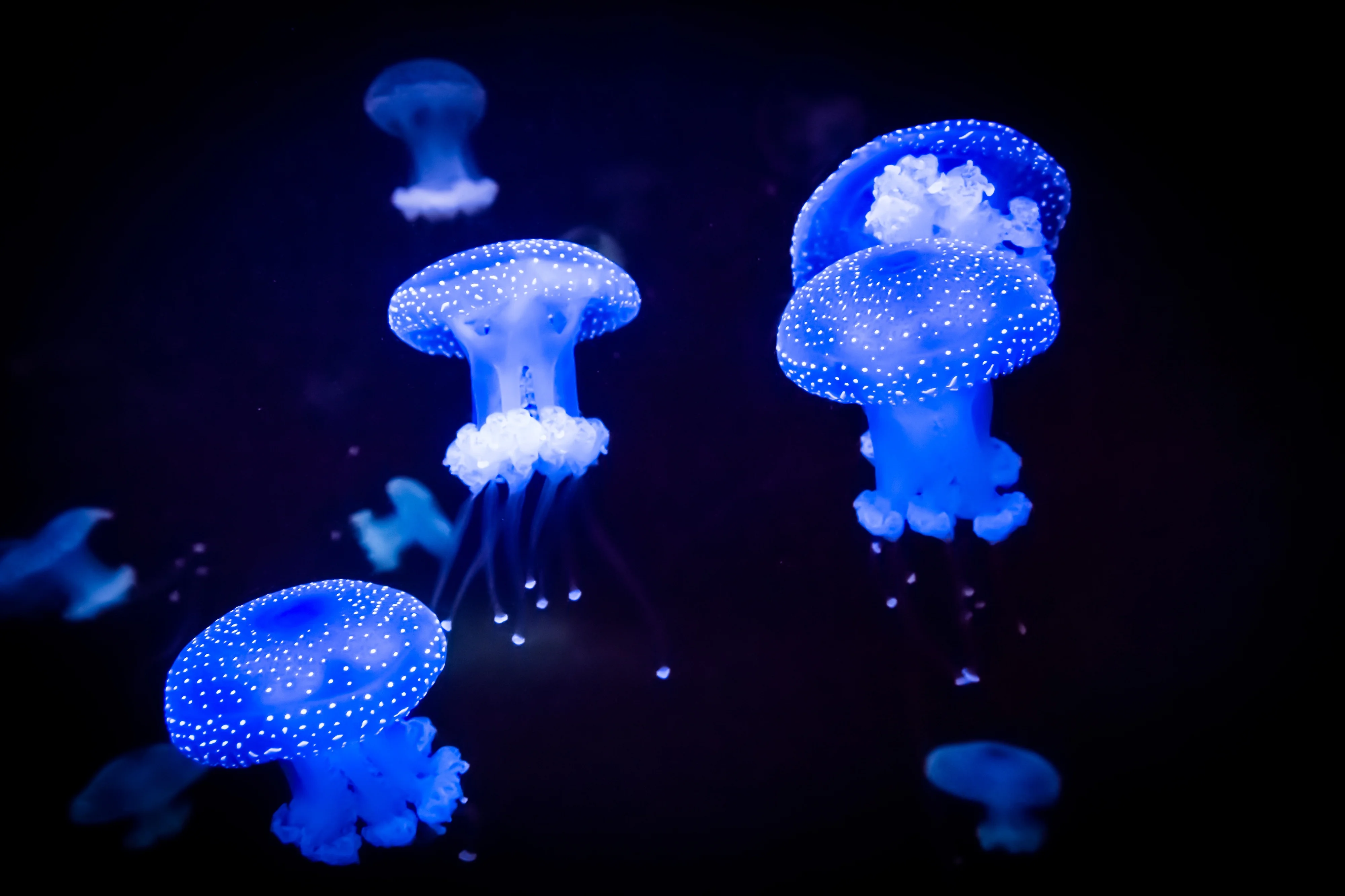 6 Bioluminescent Organisms