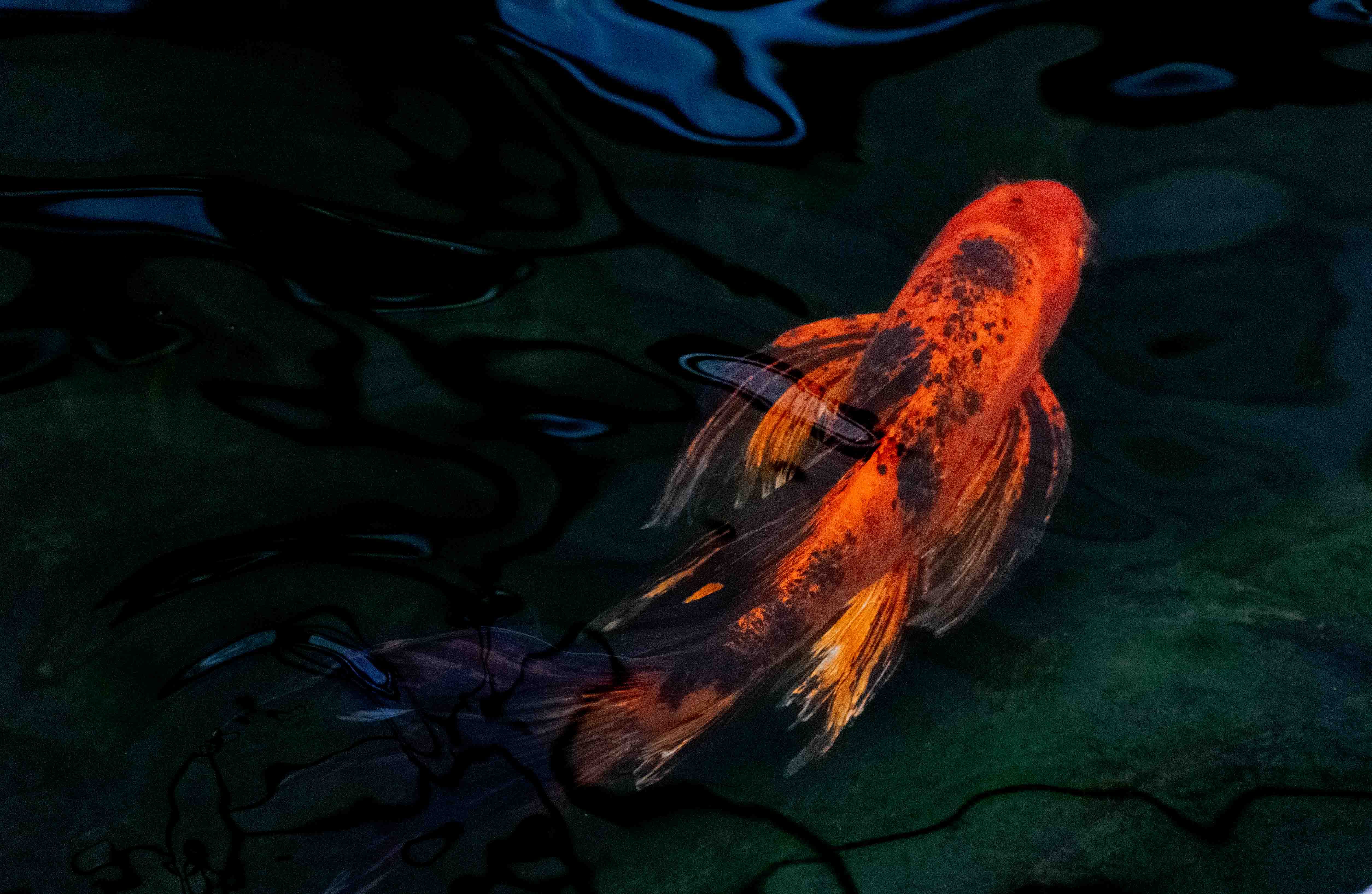 Talking Fish Wall Plaque The Talking Fish With Hilarious Animations ...