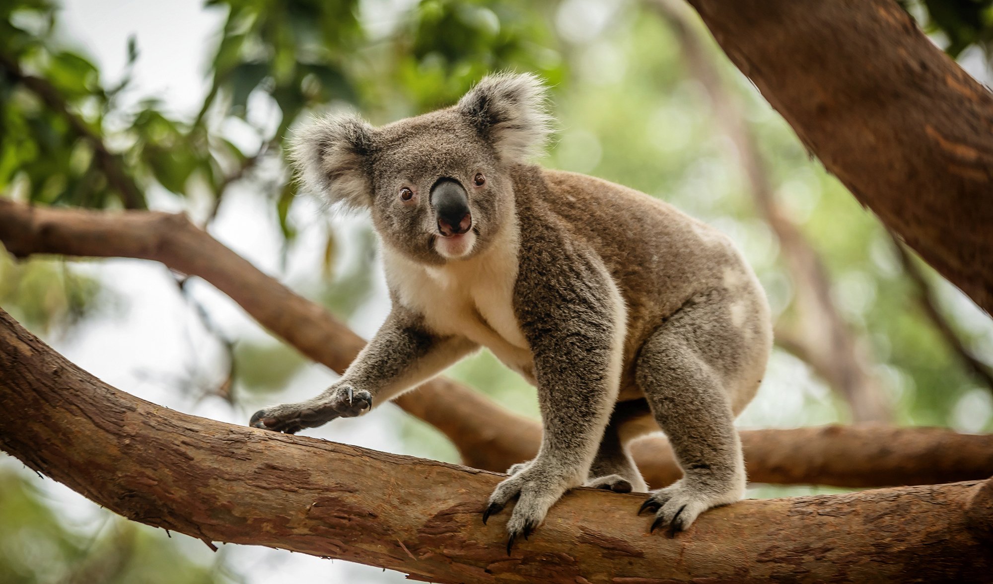 Beware the drop bear! Australia's most feared animal. — Steemit