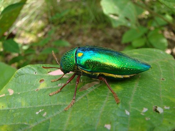 Jewel Beetles - Natural pieces of jewellery - Natural History Curiosities