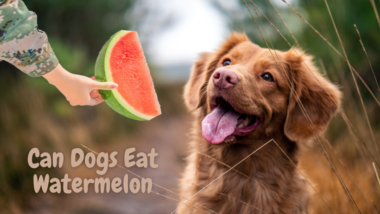 Can dogs eat watermelon clearance rinds