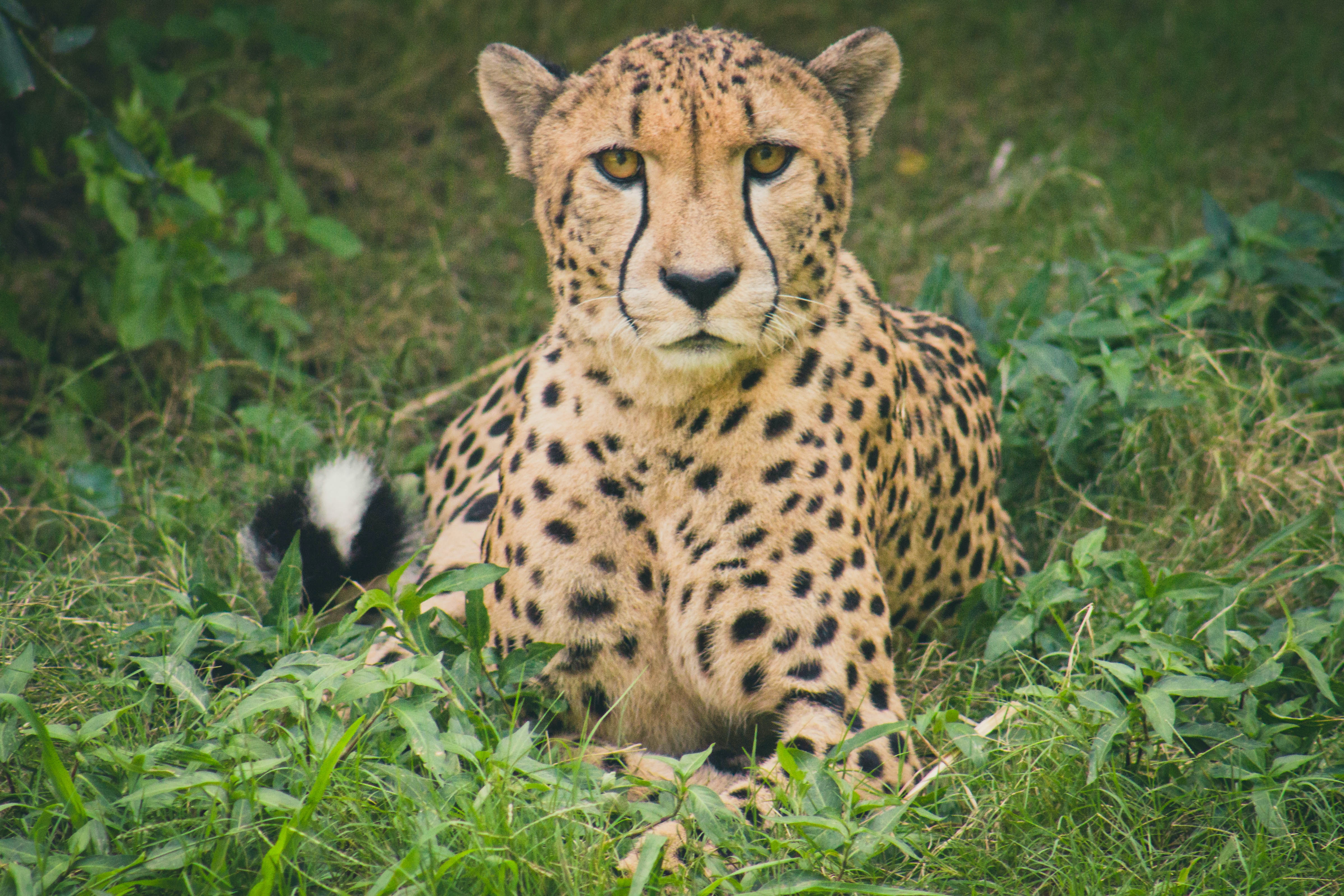 master of camouflage, One of the five cheetahs seen hunting…