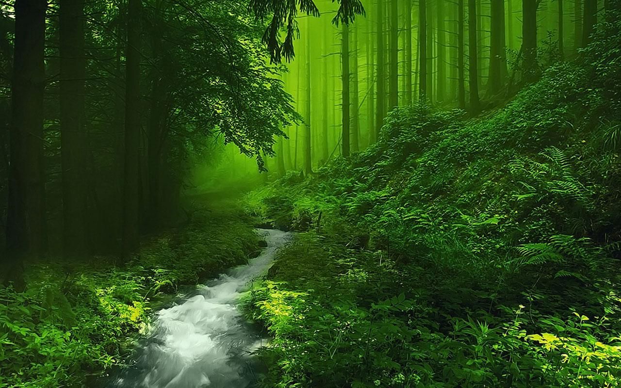 The glory of the Forest | Chapters