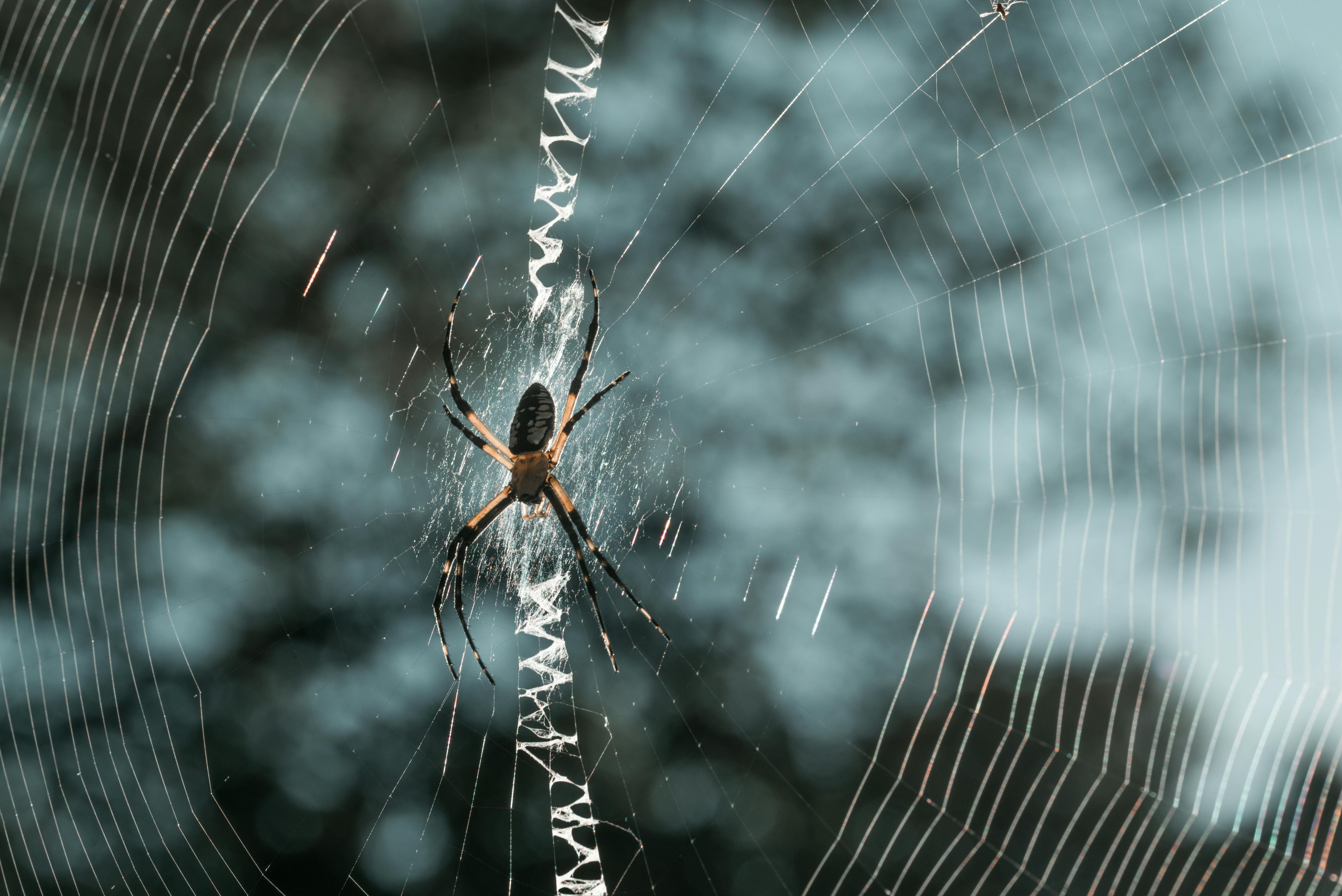 This is how spiders weave webs in space without gravity