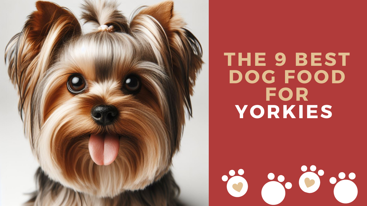 what is the best dog food for a yorkie