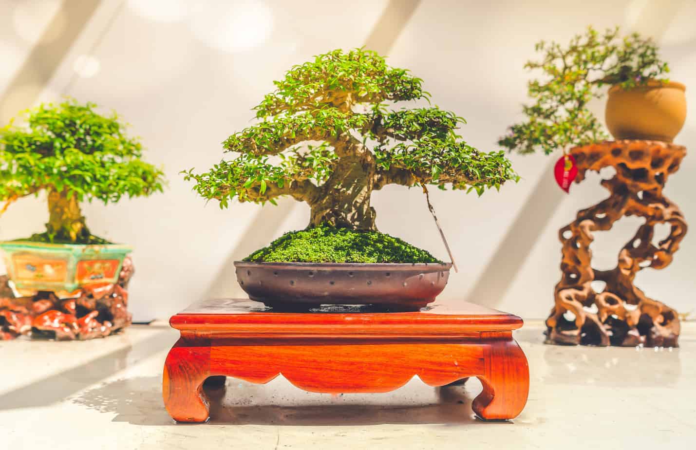 pinus mugo mughus bonsai Dwarf Mugo Pine Bonsai Tree  Bunton Bonsai