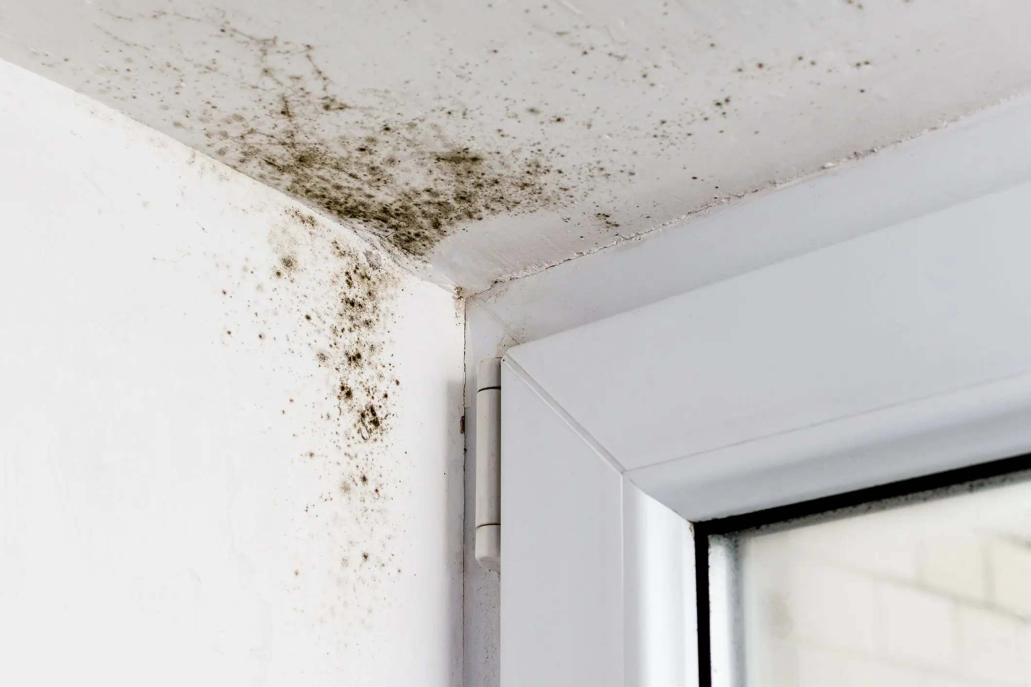 Seasonal Mold Issues and How to Combat Them | Lifehack