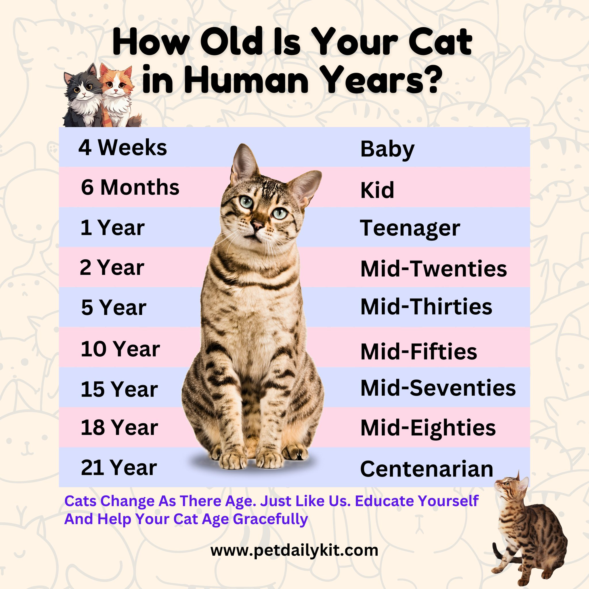 CAT YEARS TO HUMAN YEARS AN AMAZING GUIDE Petlife