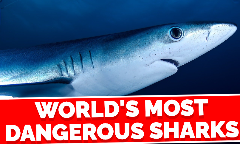 World's Most Dangerous sharks | Earth