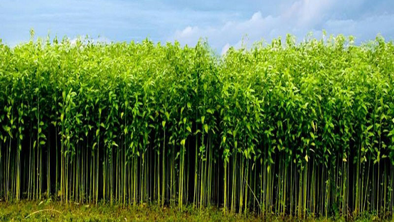 Jute Crops