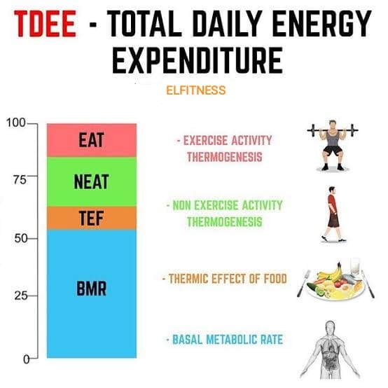 Total Daily Energy Expenditure (TDEE) | Humans