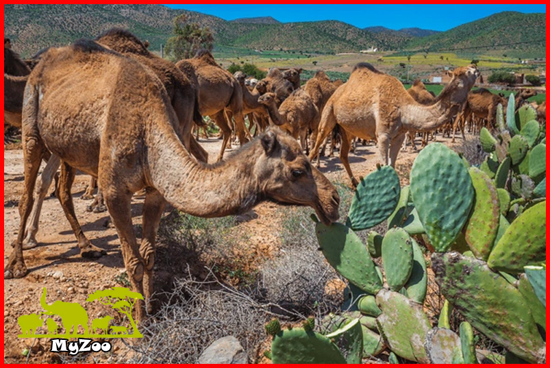How do camels eat cactus | Earth