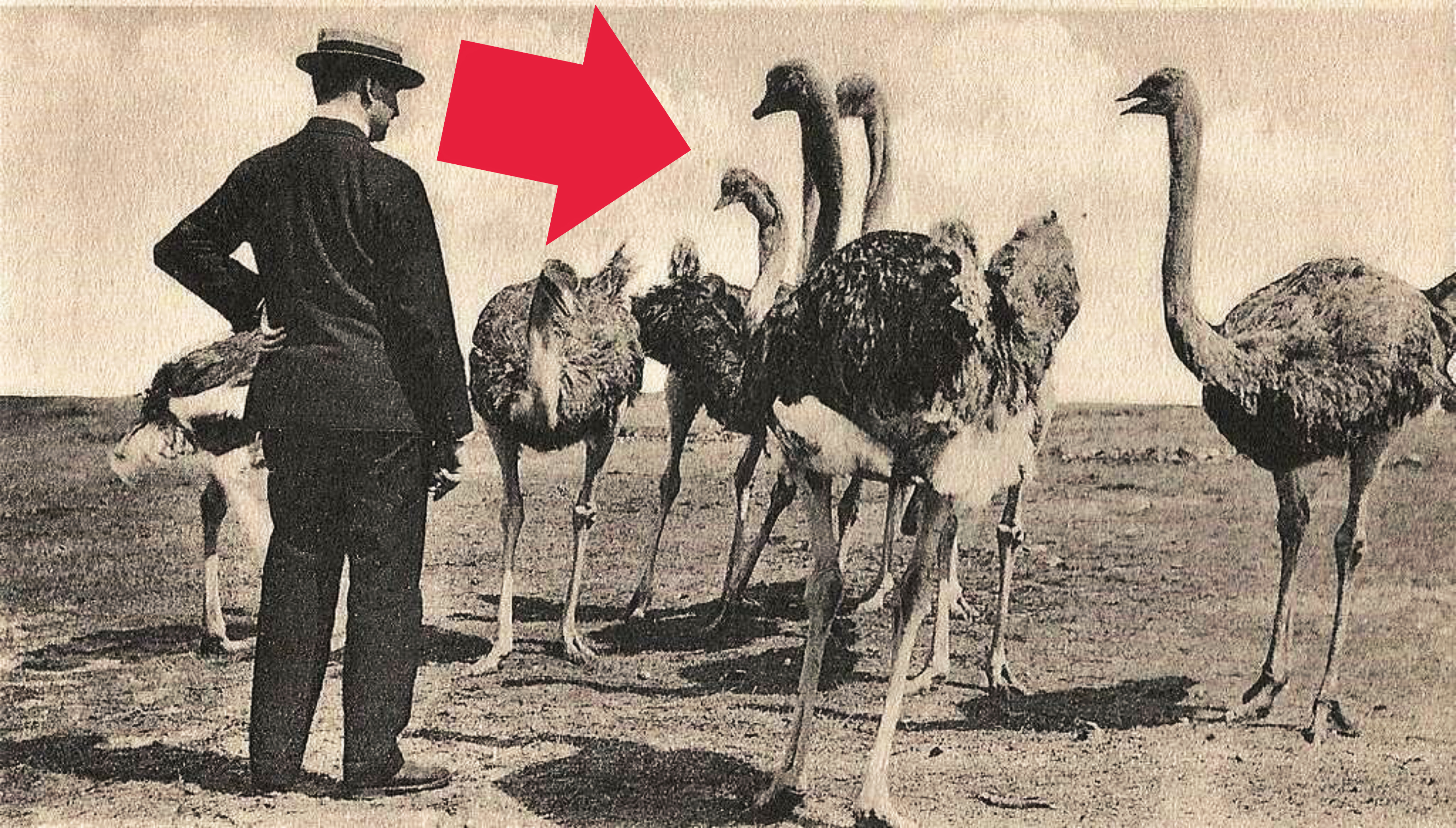 The Great Emu War of 1932
