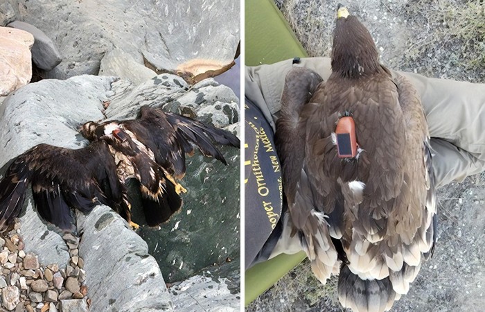 GPS Tracker Found on a Dead Eagle A Mysterious Discovery | History