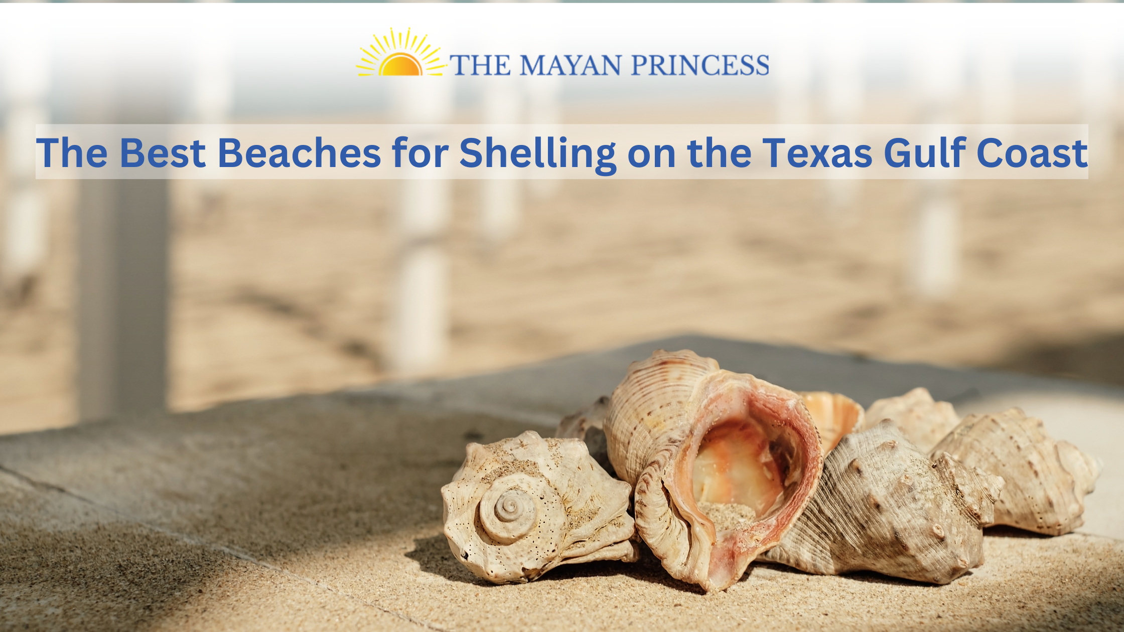 Best Shelling Beaches In Texas Finding Amazing Shells On This Hidden