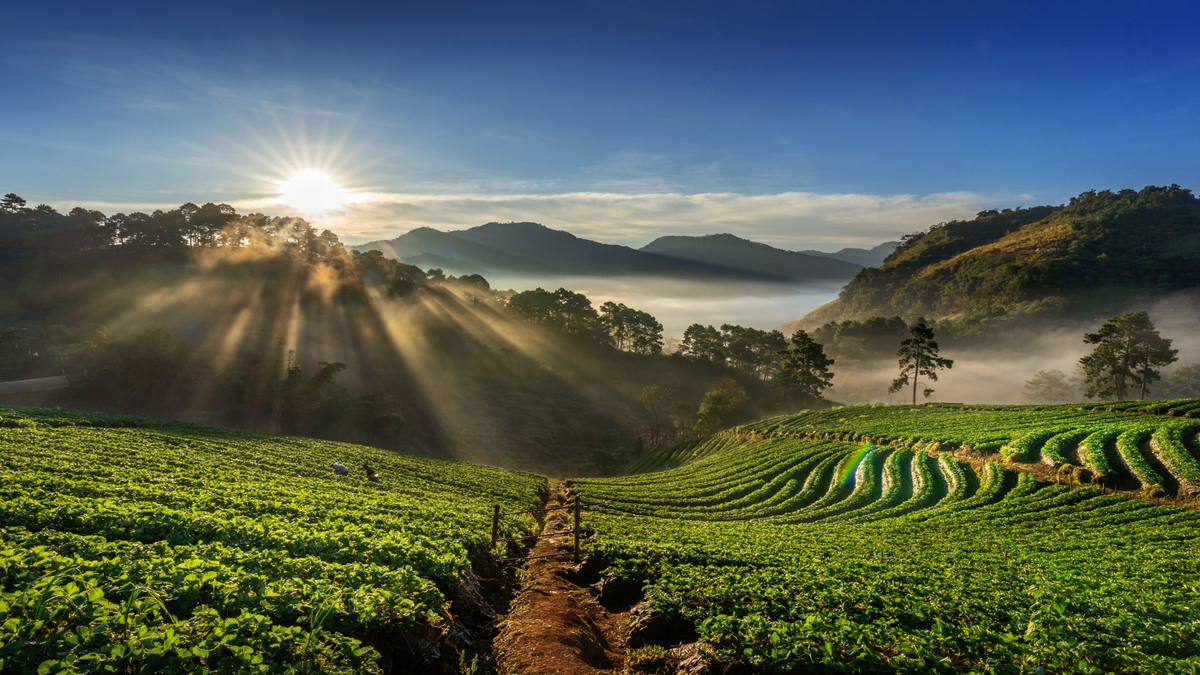 "Early morning sun casting golden rays through mist‑shrouded hills over terraced green plantations, with a narrow earthen path winding down the slope."