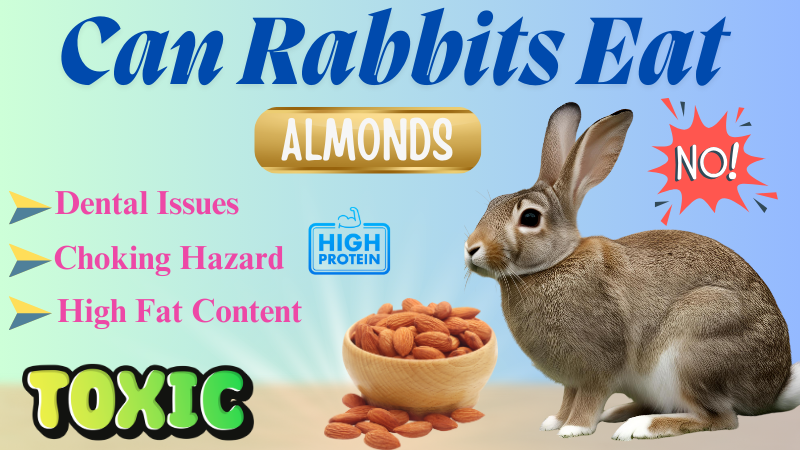 Can Rabbits Have Almonds: Safe or Harmful Snack Guide?