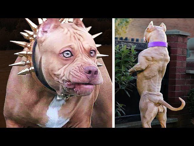 Pitbull Dog The Most Vicious Dog Why Do Pit Bulls Have A Bad 