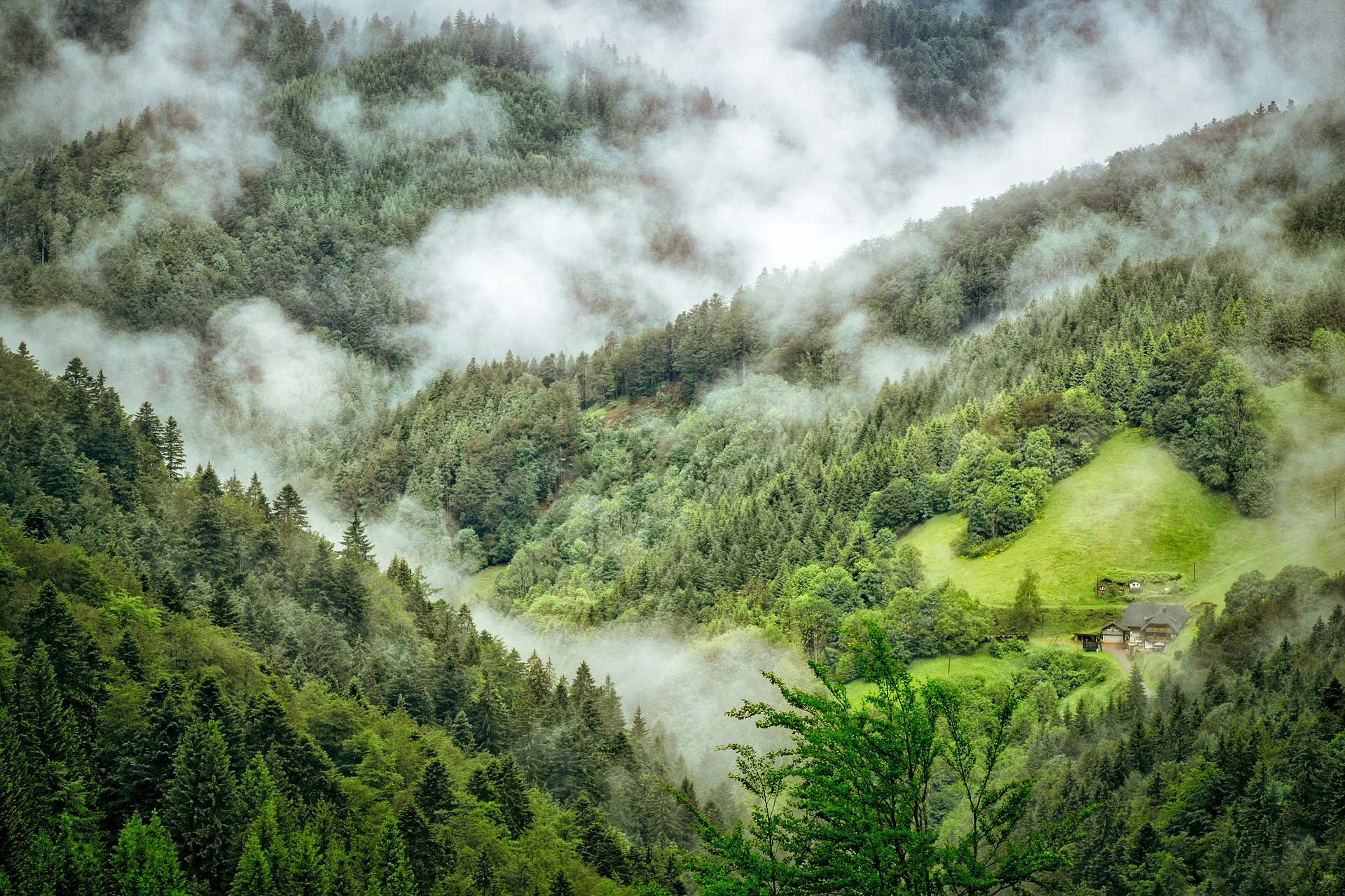 Black Forest | History